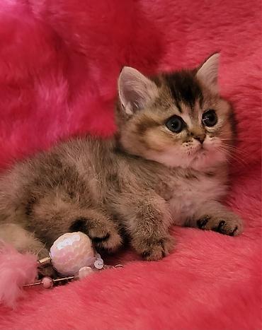 Pişiklər: Britan — 9