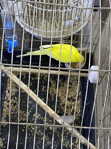 Quşlar: JUMBO TUTUQUŞU QIZĞIN ERKƏK.QUŞUN TƏMİZLİYİNƏ VƏ SAĞLAMLIĞINA — 6