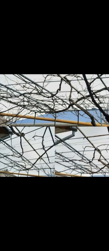 Другие услуги: Обрезка изгороди хвойных деревьев плодовых деревьев Весной Обработка — 9