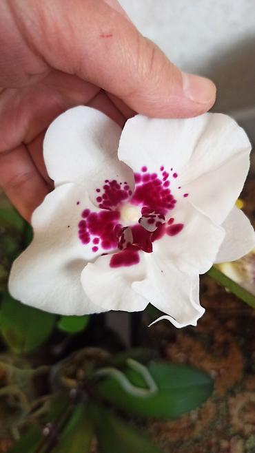 Орхидеи: Орхидея фаленопсис Особенности: - Крупные цветки классической формы — 5