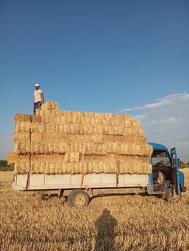 sprinter 516: Заказать Мерседес Гигант, Перевозка мебели, C грузчиком — 2