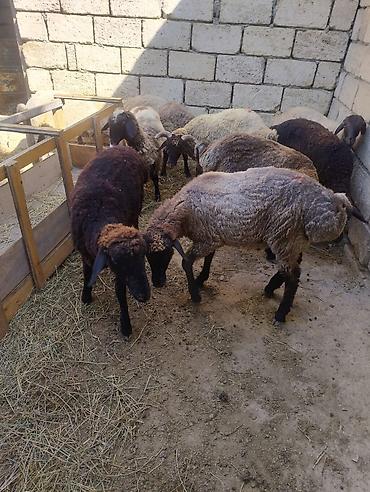 cuce satışı: 9quzu satılır. 2 erkək 7dişi . diri çəkilərək 28. 27. 29. 24 kilodu — 6