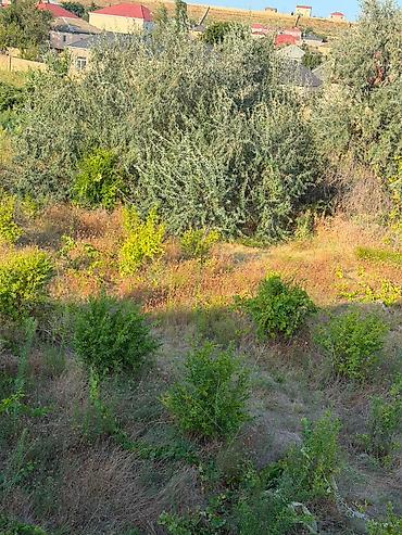 şabran torpaq: 7 sot, Kənd təsərrüfatı, Kupça (Çıxarış) — 4