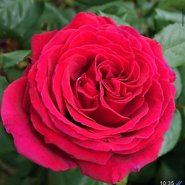 Роза: Чайно- гибридные розы для сада! 
Гарантия сорта!!!
 ул. Ташкентская, 9 — 13