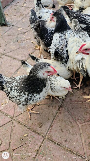 Cücələr: Toyuq cücələri, Damazlıq — 6