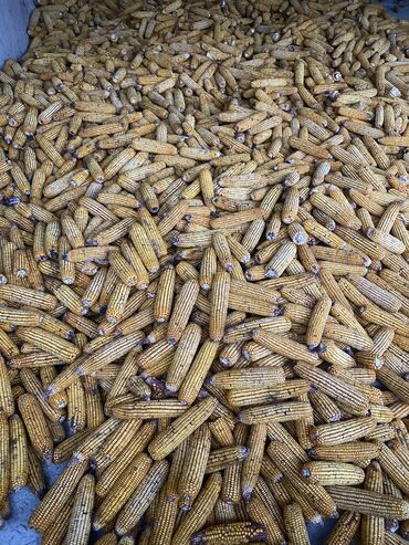 кукуруза пионер цена бишкек: Жүгөрү сатам рушенный 18сом сотосу менен 15 сом сорт Пионер влажность