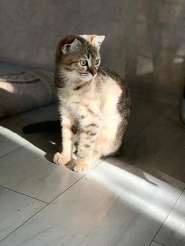 кошка талас: Скотиш Фолд (Шотландская вислоухая), 4 месяца, Девочка, Серебристая шиншилла, С прививками, Проглистована, Метис — 1