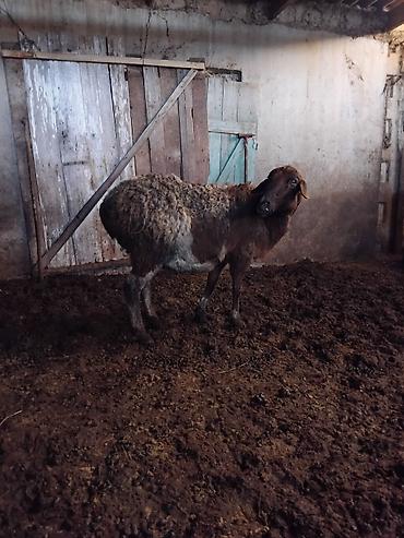 Баран, овца: Продаю | Овца (самка) | Для разведения | Матка — 11