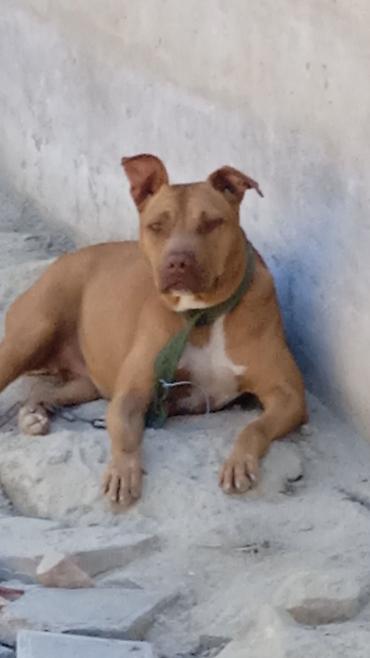 pitbul itlər: Pitbul, Erkək — 2