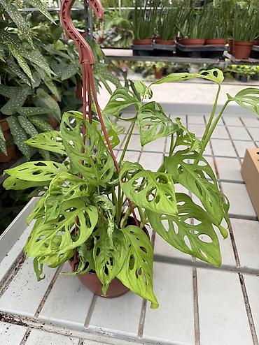 püstə ağacı satılır: Dekorativ bitkilər fərqli qiymətlərlə satışda. Aglaonema 35aZn — 9
