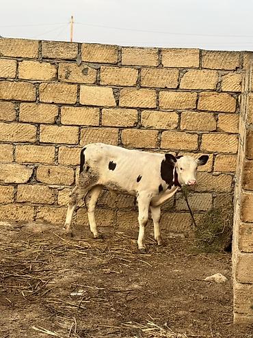 danlar: 2 aylıq erkək simmental dana satılır. Super heyvandır. Rəngi qara — 1