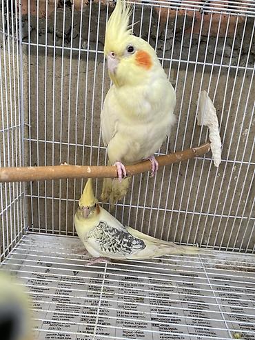 Tutuquşları: 3 ed korella
Qiymet 3 aitdi — 2