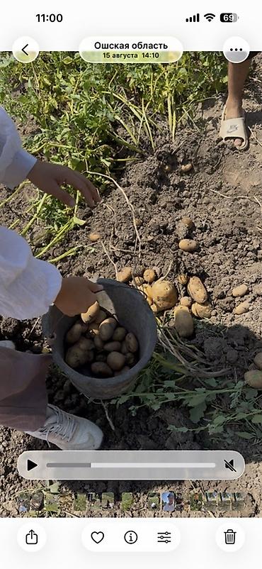 коный спорт: Картошка В розницу — 2
