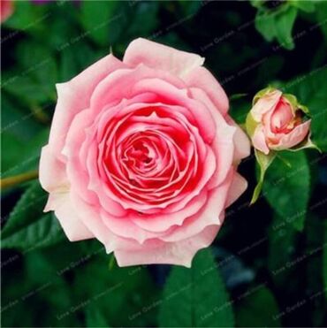 Semena i sadnice: Seme ruže
Cena:650din/10 semenki na lalafo.rs — 8 Semena i sadnice: Seme ruže
Cena:650din/10 semenki — 8