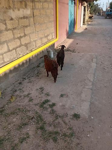 qoyun keçi: Məhsul: Keçi balaları (toxumlu yerli cins qarışıqları) Təsvir: - — 5