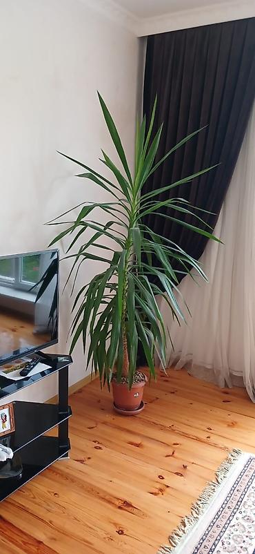 dekorativ ağac topiariya: Yuka (Yucca elephantipes) otaq bitkisi - Növ: Dekorativ, tropik — 1