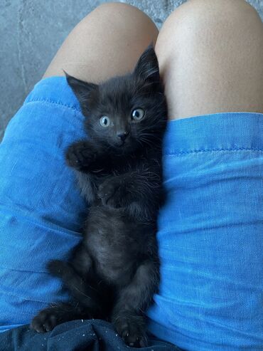 черные котята: Милые котята (мальчики ) ищут добрые руки ласковые игривые комочки