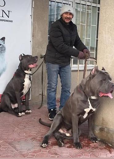 Продажа собак: Щенки кубинского питбультерьера, Подрощенные, 5 месяцев.,голубого — 11