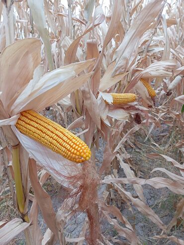 зоотовары оптом дордой: Продаю кукурузу 🌽 в початках с под комбайна 15-20 тон сухая находиться