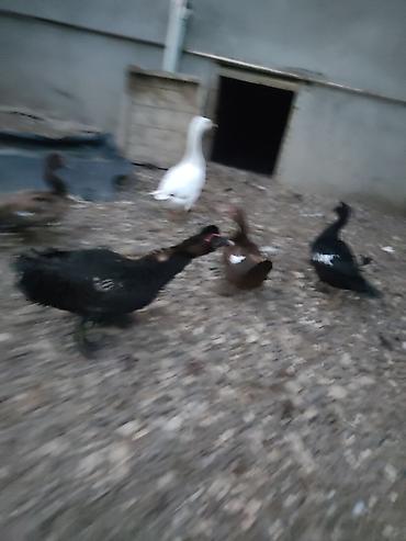 mal qara: Muscovy ördəkləri (indo-ördək) – müxtəlif rənglərdə sürü - Növ — 2