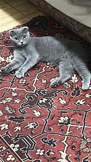 dişi buzov: Şotland yastı qulaq, Dişi — 3
