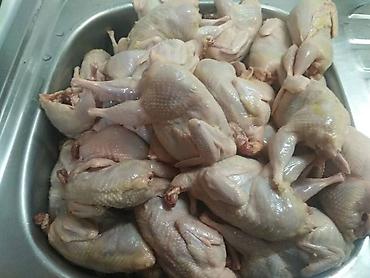 гозу грил: Перепела для гриля и шашлыка мясистые тушки. Центр города! — 1