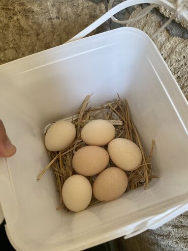 brama yumurtasi satisi: Toyuq, Brama, Yumurtalıq