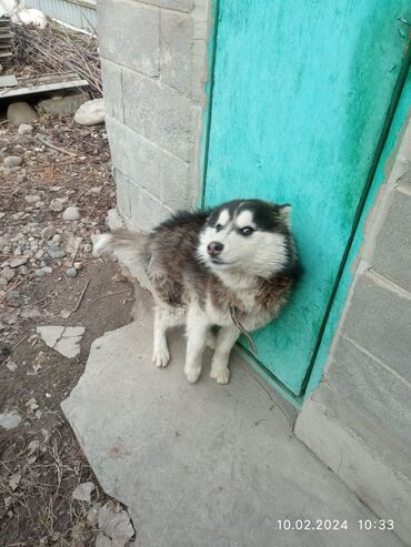 сибирская хаска цена: Продаю собаку хаски породистый хорошая послушная собака 🐶🐕