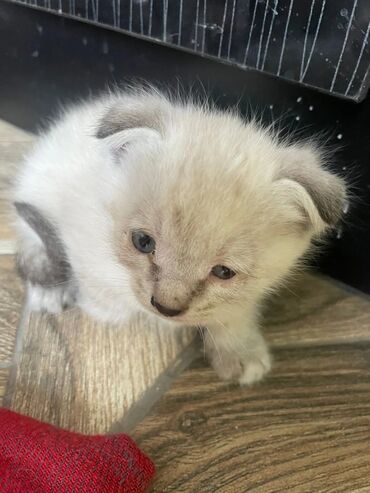 леопардовая кошка цена: Шатлаские вислоухие котята 1месячные,Котенок с мягкой короткой