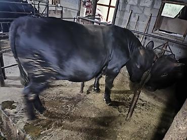 продам кента: Продаю | Бык (самец) | Ангус | На откорм | Привязанные — 9