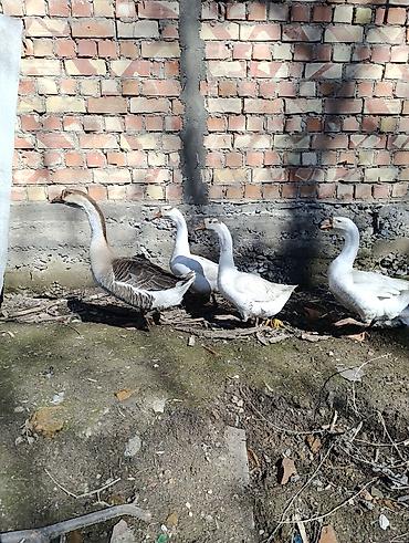 щенки немецкий овчарки: Гуси, молодое племенное семейство - Породы/окрасы: серо-коричневый — 2