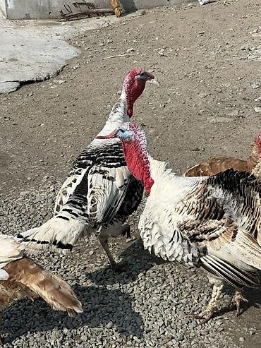 Индюки: Продаю | Индюк (самец) | Для разведения — 7