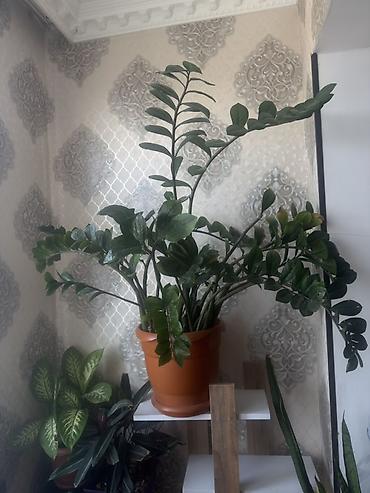 ciledagi bitkisi: Zamioculcas zamiifolia (ZZ bitkisi) – iri, sıx yarpaqlı, bəzəkli otaq — 1