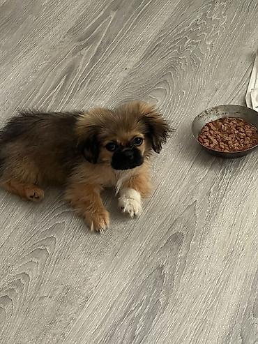 Pekines