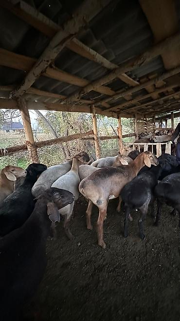 корм аллер: Продаю | Овца (самка) | На забой | Матка — 8