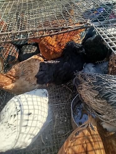 бролерные цыплята: Продаю | Куры | Домашняя | Для разведения — 2