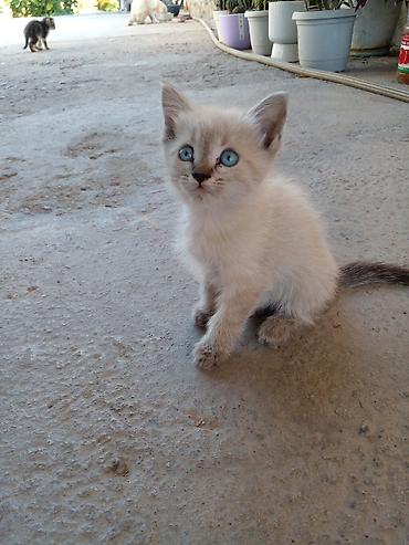 үй жаныбарлар: БЕСПЛАТНО!!! МАМА ШОТЛАНДСКАЯ ВИСЛОУХАЯ!!! Котята, помёт из нескольких — 7