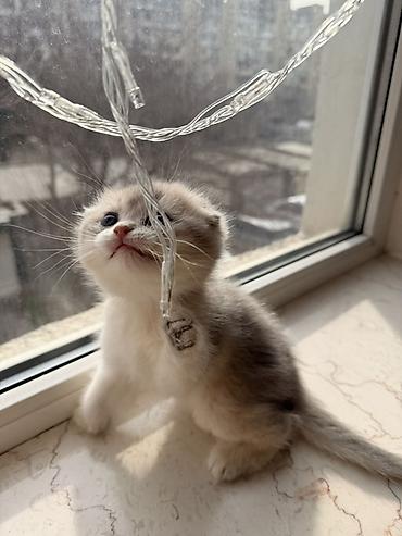 Pişiklər: Şotland yastı qulaq, Dişi — 7