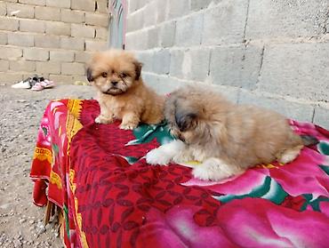 it satisi: Pekines, 2 ay, Erkək, Ödənişli çatdırılma — 7