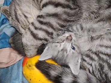 Продажа кошек: Котята домашние, помёт от короткошёрстной кошки. Окрас разный — 2