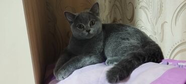 шотландские котята в добрые руки: Şotland, Erkək