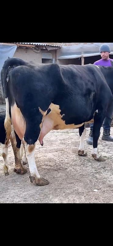 Inəklər, öküzlər: Südlük inək və balası - Cins: qara‑ağ (Holştin tipli) süd istiqamətli — 15