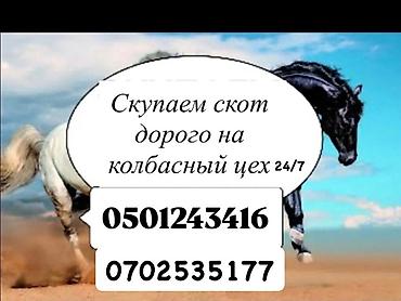 Берём скот на забой |колбасный цех коров быков телок лошадей на — 1