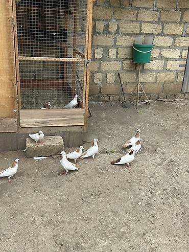 тап аз птицы: Salam Alokum bu sekilde gorduyunuz kusdarin balalari satlir pecat — 3
