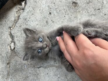 скоттиш страйт шотландская прямоухая кошка: Скотиш Страйт (Шотландская прямоухая), 1 месяц, Мальчик, Приучена к лотку