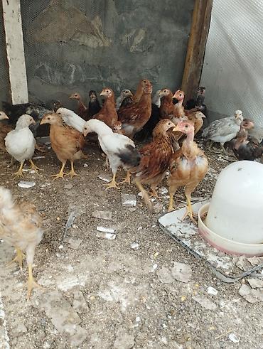 goyercinler satisi: 40gunluk colpalardi.Ozumuzde çıxıb.
30əded
Ünvan Şəki — 3