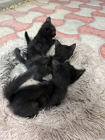 коты белый: Котята,отдам даром в хорошие руки — 2