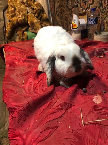 Dovşanlar: Mini lop ev dovşanları 1 ədədi 25 m erkekdilər - Növ: Mini lop (aşağı — 3