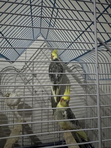 it ucun qefes: Məhsul: Kakadu nimfa tutuquşuları cütü və qəfəs dəsti Xüsusiyyətlər