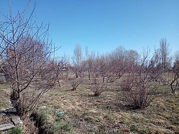Продажа коттеджей и домов: ПРОДАЁТСЯ ДОМ С УЧАСТКОМ 1 ГЕКТАР В СЕЛЕ Григорьевка (район пристани) — 19